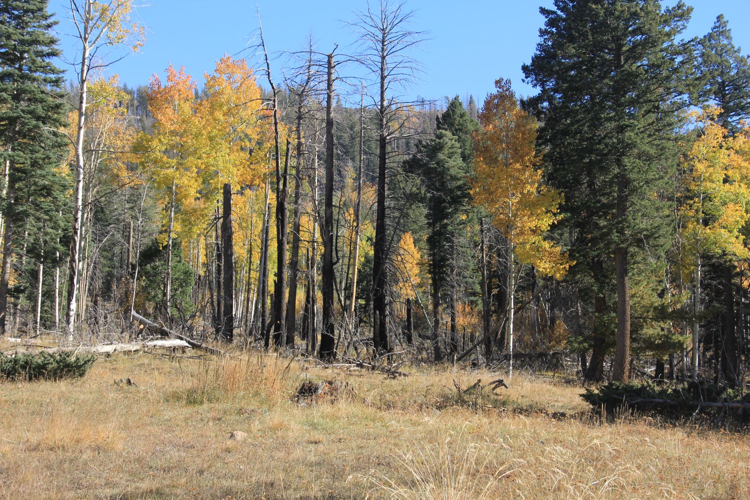 Valles Caldera National Preserve 